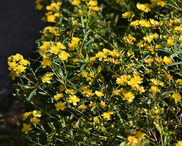 Hypericum densiflorum 'Buttercup'