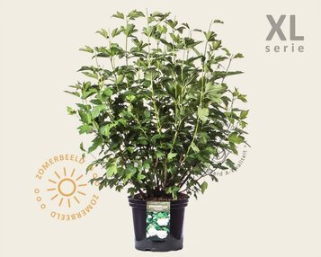 Viburnum opulus 'Roseum' - XL image