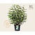 Viburnum opulus 'Roseum' - XL