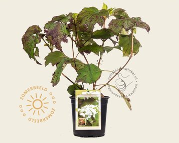 Hydrangea quercifolia 'Snowqueen' image