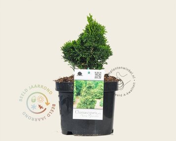 Chamaecyparis obtusa 'Nana Gracilis' image