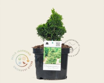 Chamaecyparis obtusa 'Nana Gracilis'