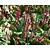 Persicaria amplexicaulis 'Speciosa'