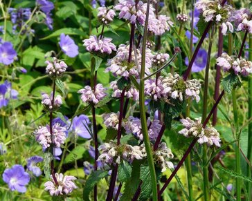 Phlomis tuberosa