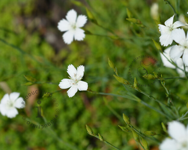 Dianthus deltoides 'Albiflorus'