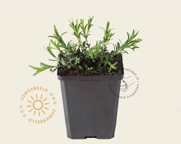 Dianthus deltoides 'Albiflorus'