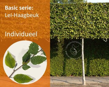 Carpinus betulus leiboom - Rek 180x110 cm image