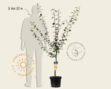 Cydonia oblonga 'Leskovacz' - laagstam