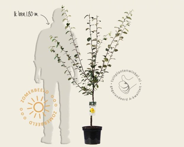 Cydonia oblonga 'Leskovacz' - laagstam