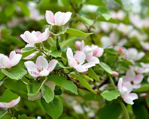 Cydonia oblonga 'Leskovacz' - laagstam