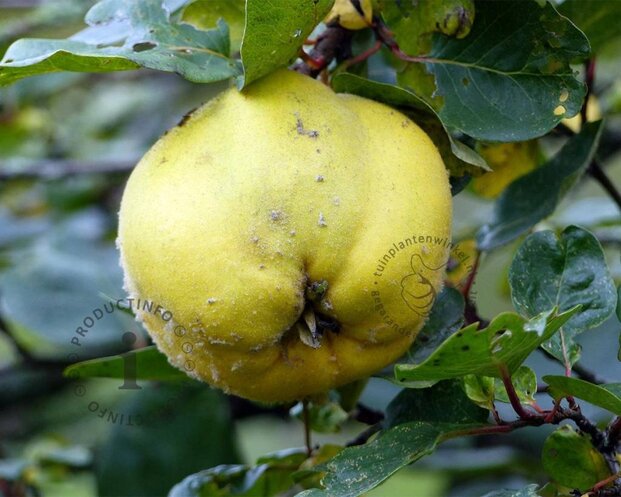 Cydonia oblonga 'Leskovacz' - laagstam