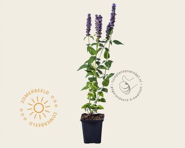 Agastache 'Blue Fortune'