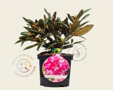 Rhododendron yakushimanum 'Kalinka'