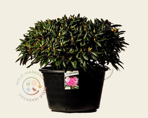 Rhododendron yakushimanum 'Kalinka'