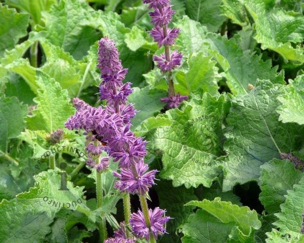 Salvia verticillata 'Purple Rain'