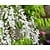 Wisteria sinensis 'Alba' - XL