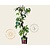 Parthenocissus quinquefolia