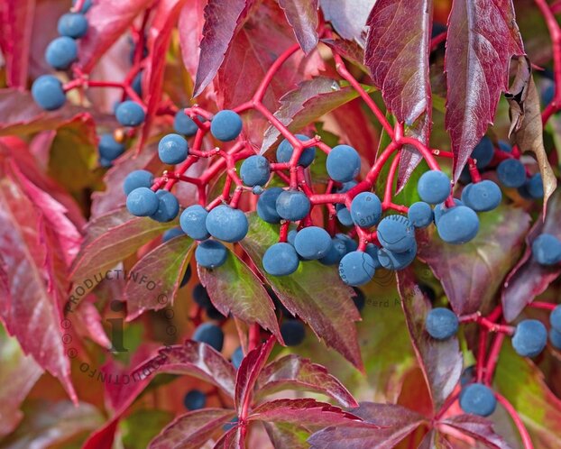 Parthenocissus quinquefolia