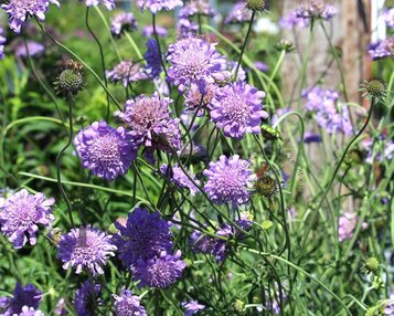 Scabiosa colombaria 'Butterfly Blue' image