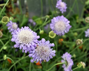 Scabiosa colombaria 'Butterfly Blue'