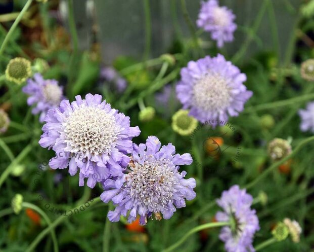 Scabiosa colombaria 'Butterfly Blue'