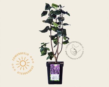 Syringa vulgaris 'Sensation' image