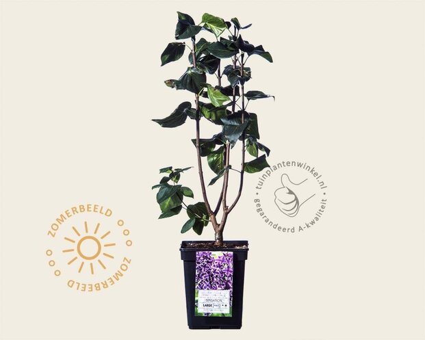 Syringa vulgaris 'Sensation'