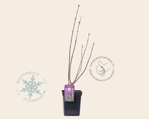 Syringa vulgaris 'Sensation'