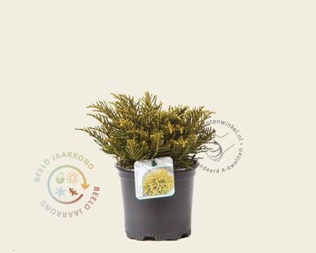 Hebe ochracea 'James Stirling' image