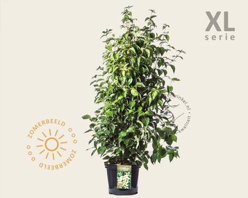 Cornus kousa chinensis - XL image