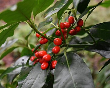 Aucuba 'Rozannie'