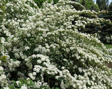 Spiraea vanhouttei - XL