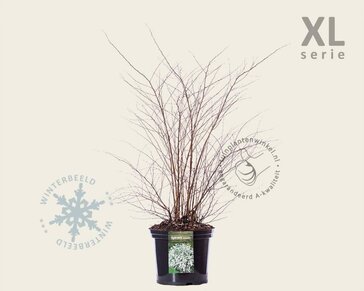 Spiraea vanhouttei - XL