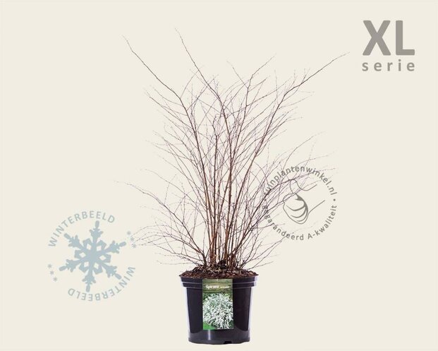 Spiraea vanhouttei - XL