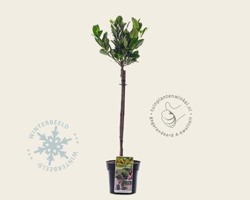 Prunus laurocerasus 'Etna' - 50 cm stam