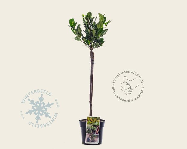 Prunus laurocerasus 'Etna' - 50 cm stam