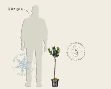 Prunus laurocerasus 'Etna' - 50 cm stam