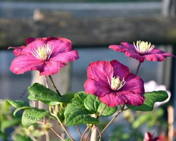 Clematis patens 'Ville de Lyon' image