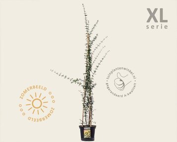 Jasminum nudiflorum - XL image