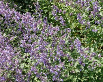 Nepeta faassenii 'Six Hills Giant' image