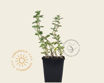 Nepeta faassenii 'Six Hills Giant'