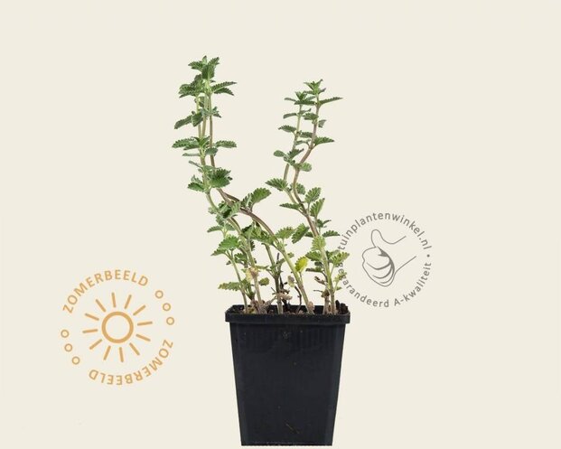 Nepeta faassenii 'Six Hills Giant'