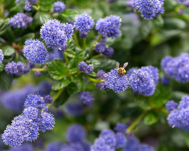 Ceanothus thyrsiflorus var repens - 60 cm stam