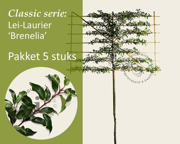 Lei-laurier l. 'Brenelia' - Classic - pakket 5 stuks + EXTRA'S!