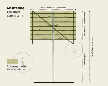 Lei-laurier l. 'Brenelia' - Classic - pakket 5 stuks + EXTRA'S!