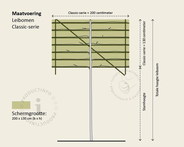 Lei-laurier l. 'Brenelia' - Classic - pakket 5 stuks + EXTRA'S!