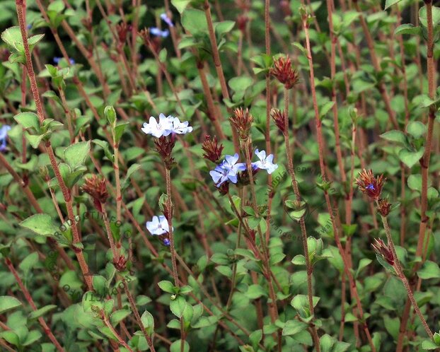 Ceratostigma griffithii