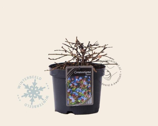 Ceratostigma griffithii