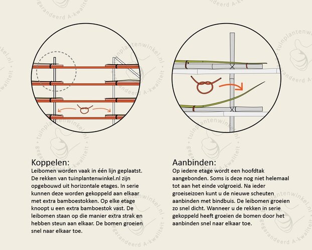 Lei-Olijfwilg - Basic - individueel geen extra's