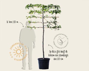 Lei-Amberboom - Small - pakket 2 stuks + EXTRA'S!